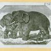 Elephants and rhinoceroses.