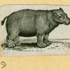 Elephants and rhinoceroses.