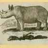 Elephants and rhinoceroses.