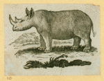 Elephants and rhinoceroses.