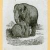 Elephants.