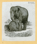 Elephants.