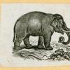 Elephants.