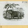Elephants.
