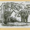 Elephants.