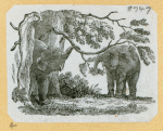Elephants.