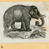 Elephants.