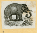 Elephants.