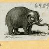 Elephants.