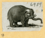 Elephants.