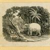 Elephants.