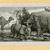 Elephants.