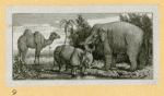 Elephants.