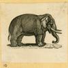 Elephants.