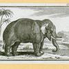 Elephants.