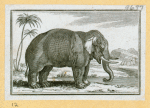 Elephants.