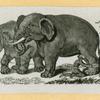 Elephants.