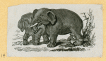 Elephants.