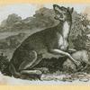 Hyenas, foxes, wolves, and lynxes.