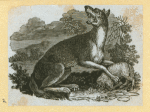 Hyenas, foxes, wolves, and lynxes.