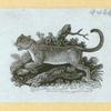 Hyenas, foxes, wolves, and lynxes.