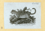 Hyenas, foxes, wolves, and lynxes.