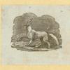 Hyenas, foxes, wolves, and lynxes.
