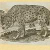 Hyenas, foxes, wolves, and lynxes.