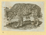 Hyenas, foxes, wolves, and lynxes.
