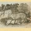 Hyenas, foxes, wolves, and lynxes.