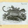 Hyenas, foxes, wolves, and lynxes.