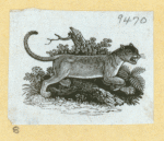 Hyenas, foxes, wolves, and lynxes.