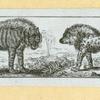 Hyenas, foxes, wolves, and lynxes.