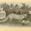 Hyenas, foxes, wolves, and lynxes.