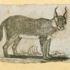Hyenas, foxes, wolves, and lynxes.