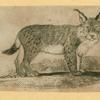 Wolves, lynxes, and panthers.