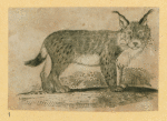 Wolves, lynxes, and panthers.