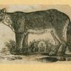 Wolves, lynxes, and panthers.