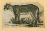 Wolves, lynxes, and panthers.