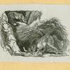 Wolves, lynxes, and panthers.