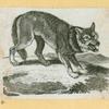 Wolves, lynxes, and panthers.