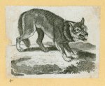 Wolves, lynxes, and panthers.
