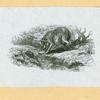 Wolves, lynxes, and panthers.