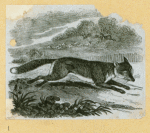Wolves, weasels, foxes, raccoons, and badgers.