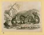 Wolves, weasels, foxes, raccoons, and badgers.