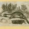 Wolves, weasels, foxes, raccoons, and badgers.