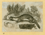 Wolves, weasels, foxes, raccoons, and badgers.