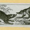 Wolves, weasels, foxes, raccoons, and badgers.