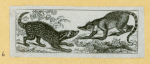 Wolves, weasels, foxes, raccoons, and badgers.