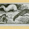 Wolves, weasels, foxes, raccoons, and badgers.